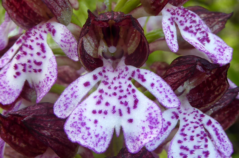 O.simia - O.purpurea - O.insectifera